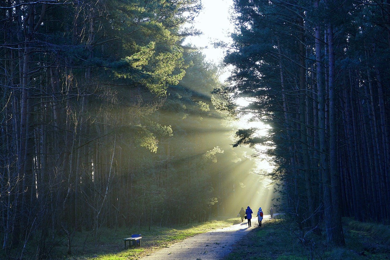 Waldweg in der Umgebung